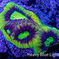 Favia Coral--Dragon Soul Favia Frag WYSIWYG Favia Coral--Dragon Soul Favia Frag WYSIWYG Aquarium Decor Favia Coral--Dragon Soul Favia Frag WYSIWYG Zeo Box Reef