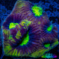 Favia Coral- Dragon Soul Favia Frag Favia Coral- Dragon Soul Favia Frag Aquarium Decor Favia Coral- Dragon Soul Favia Frag Zeo Box Reef