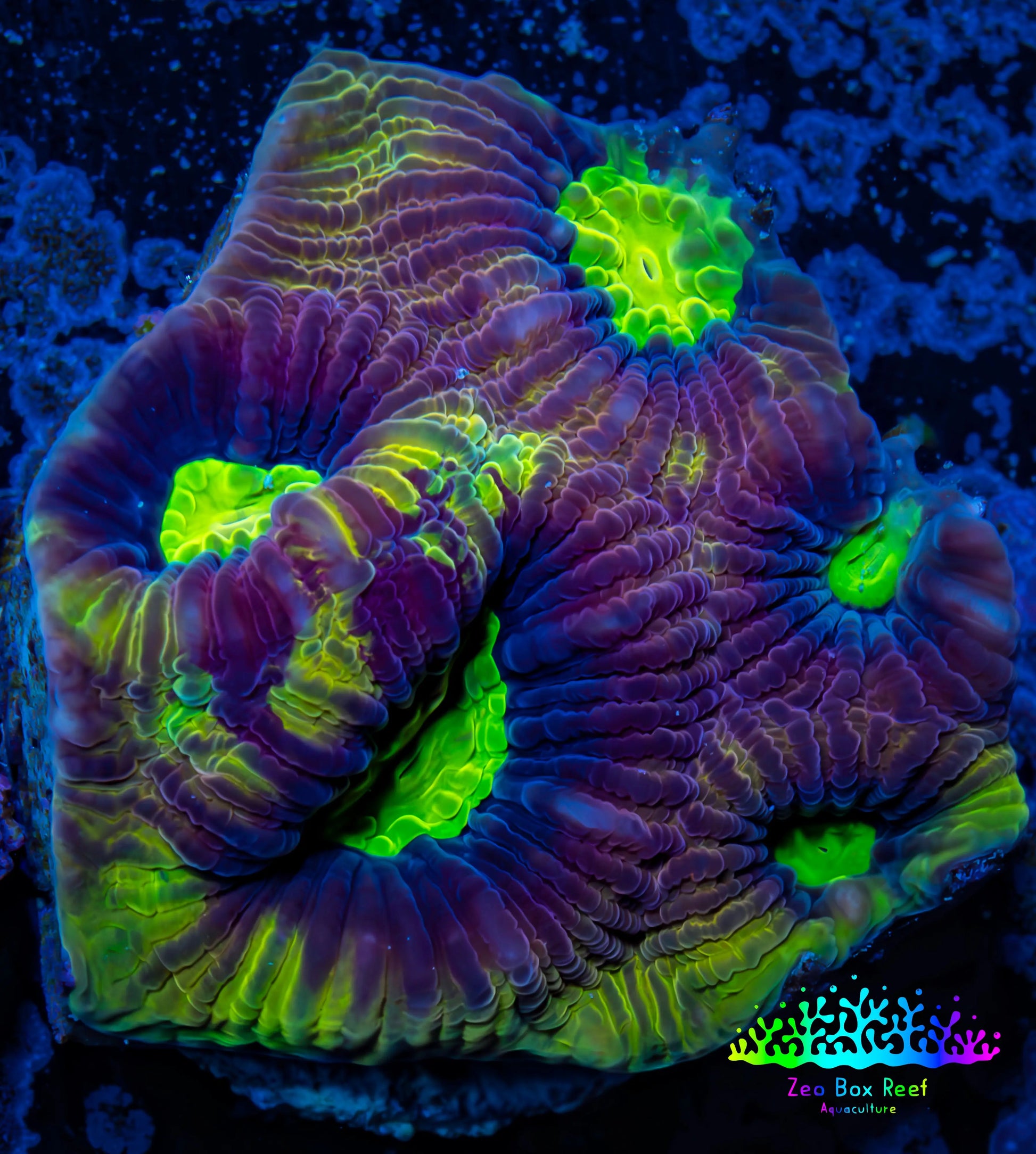 Favia Coral- Dragon Soul Favia Frag Favia Coral- Dragon Soul Favia Frag Aquarium Decor Favia Coral- Dragon Soul Favia Frag Zeo Box Reef