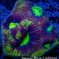 Favia Coral- Dragon Soul Favia Frag Favia Coral- Dragon Soul Favia Frag Aquarium Decor Favia Coral- Dragon Soul Favia Frag Zeo Box Reef