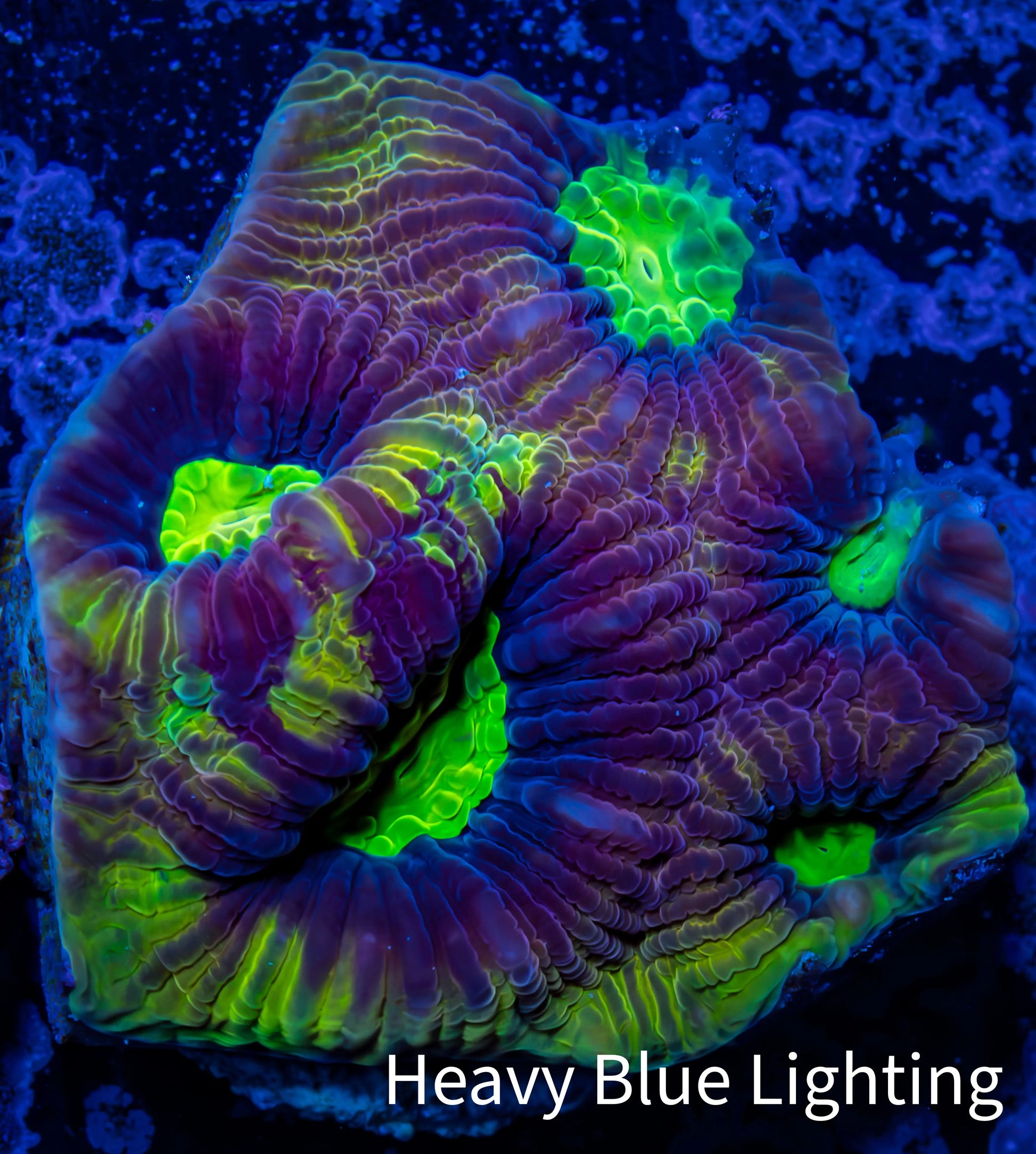 Favia Coral- Dragon Soul Favia Frag Favia Coral- Dragon Soul Favia Frag Aquarium Decor Favia Coral- Dragon Soul Favia Frag Zeo Box Reef