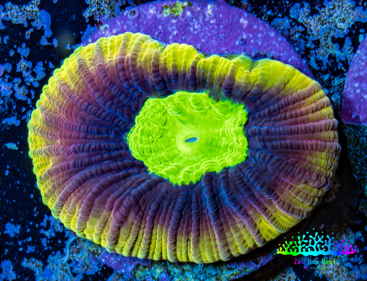 Favia Coral - Dragon Soul Favia Frag Favia Coral - Dragon Soul Favia Frag Aquarium Decor Favia Coral - Dragon Soul Favia Frag Zeo Box Reef