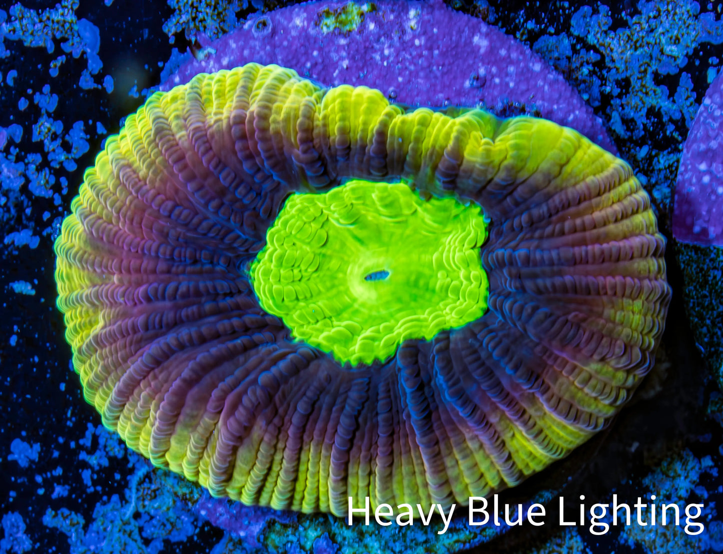 Favia Coral - Dragon Soul Favia Frag Favia Coral - Dragon Soul Favia Frag Aquarium Decor Favia Coral - Dragon Soul Favia Frag Zeo Box Reef