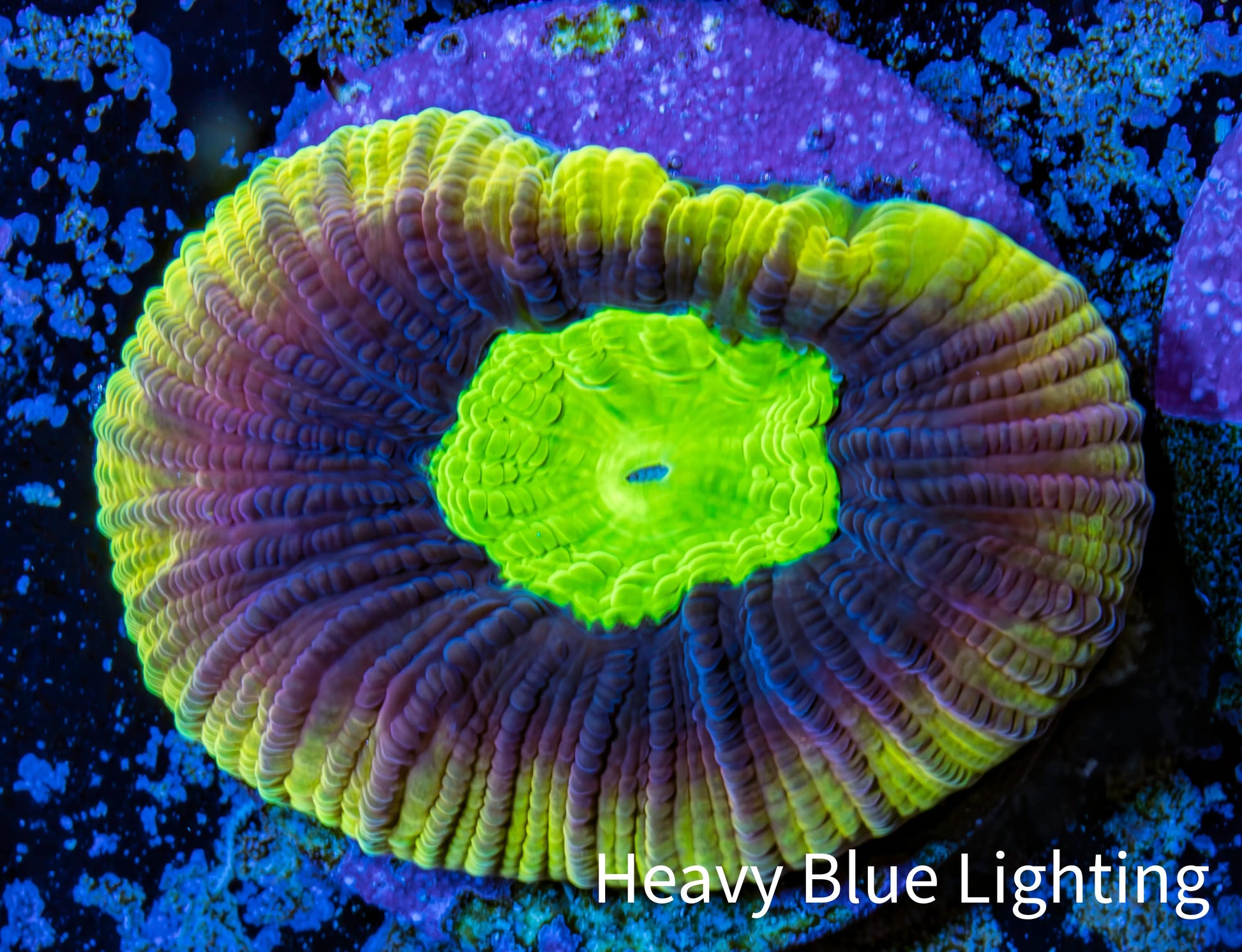 Favia Coral - Dragon Soul Favia Frag Favia Coral - Dragon Soul Favia Frag Aquarium Decor Favia Coral - Dragon Soul Favia Frag Zeo Box Reef