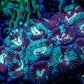 Favia Coral-  Favia 4cm WYSIWYG Favia Coral-  Favia 4cm WYSIWYG Aquarium Decor Favia Coral-  Favia 4cm WYSIWYG Zeo Box Reef