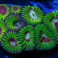 Favia Coral-  Favia 4cm WYSIWYG Favia Coral-  Favia 4cm WYSIWYG Aquarium Decor Favia Coral-  Favia 4cm WYSIWYG Zeo Box Reef
