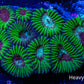 Favia Coral-  Favia 4cm WYSIWYG Favia Coral-  Favia 4cm WYSIWYG Aquarium Decor Favia Coral-  Favia 4cm WYSIWYG Zeo Box Reef