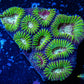 Favia Coral-  Favia 4cm WYSIWYG Favia Coral-  Favia 4cm WYSIWYG Aquarium Decor Favia Coral-  Favia 4cm WYSIWYG Zeo Box Reef