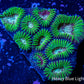 Favia Coral-  Favia 4cm WYSIWYG Favia Coral-  Favia 4cm WYSIWYG Aquarium Decor Favia Coral-  Favia 4cm WYSIWYG Zeo Box Reef