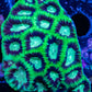Favia Coral- Favia 5cm WYSIWYG Favia Coral- Favia 5cm WYSIWYG Aquarium Decor Favia Coral- Favia 5cm WYSIWYG Zeo Box Reef