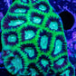 Favia Coral- Favia 5cm WYSIWYG Favia Coral- Favia 5cm WYSIWYG Aquarium Decor Favia Coral- Favia 5cm WYSIWYG Zeo Box Reef