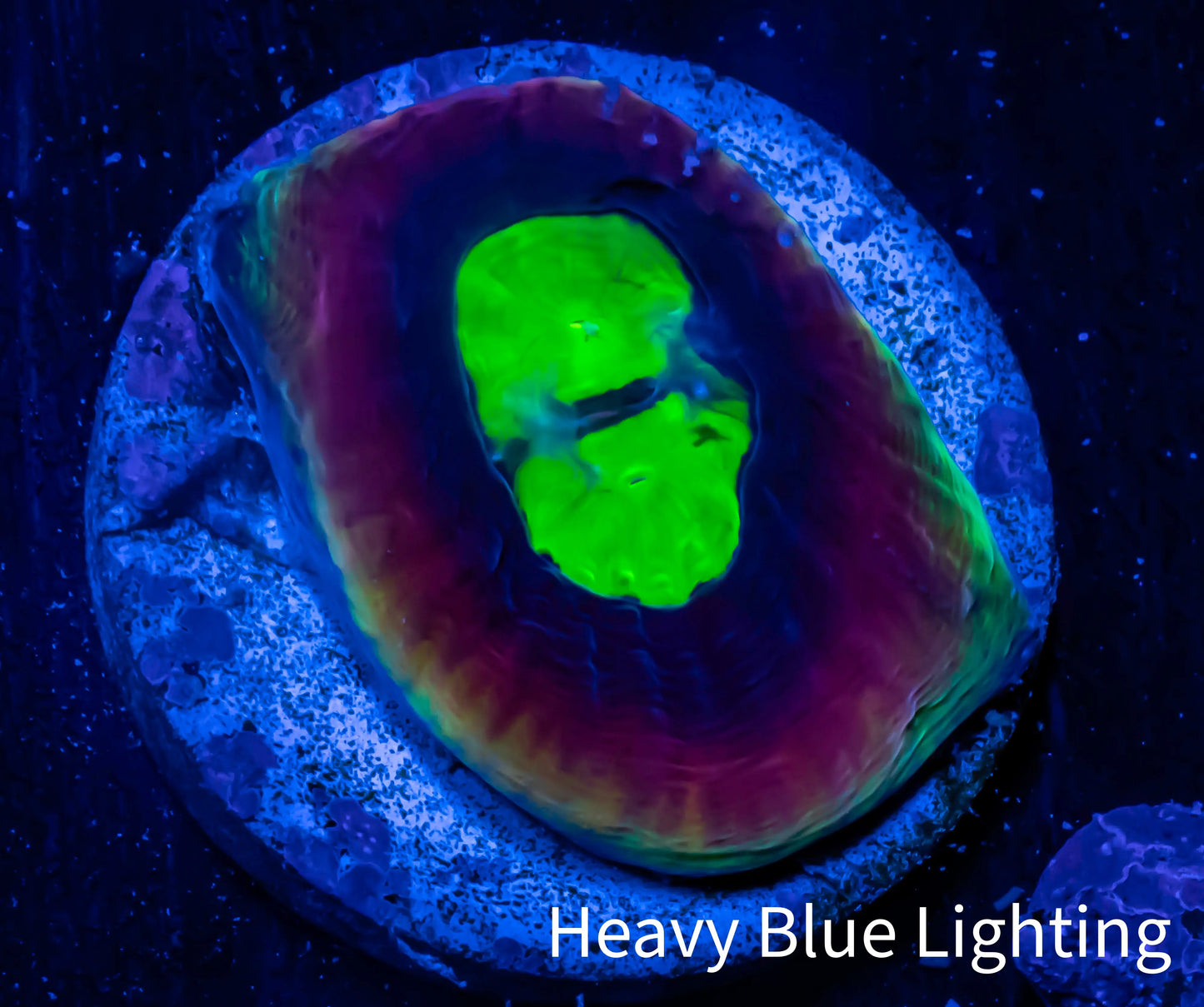 Favia Coral--Favia Dragon Soul Frag WYSIWYG D3R3B2 Favia Coral--Favia Dragon Soul Frag WYSIWYG D3R3B2 Aquarium Decor Favia Coral--Favia Dragon Soul Frag WYSIWYG D3R3B2 Zeo Box Reef