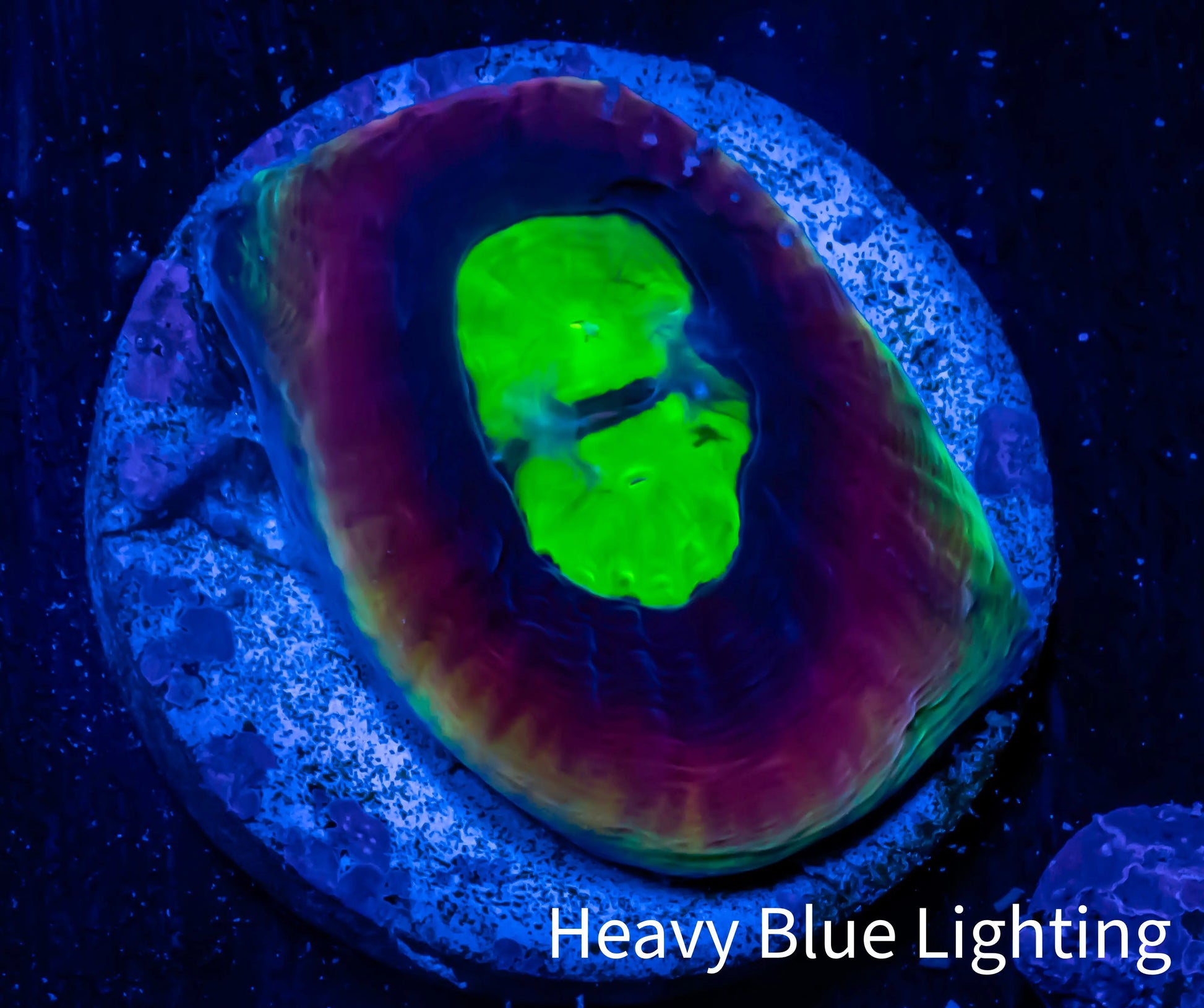Favia Coral--Favia Dragon Soul Frag WYSIWYG D3R3B2 Favia Coral--Favia Dragon Soul Frag WYSIWYG D3R3B2 Aquarium Decor Favia Coral--Favia Dragon Soul Frag WYSIWYG D3R3B2 Zeo Box Reef