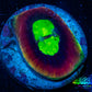 Favia Coral--Favia Dragon Soul Frag WYSIWYG D3R3B2 Favia Coral--Favia Dragon Soul Frag WYSIWYG D3R3B2 Aquarium Decor Favia Coral--Favia Dragon Soul Frag WYSIWYG D3R3B2 Zeo Box Reef
