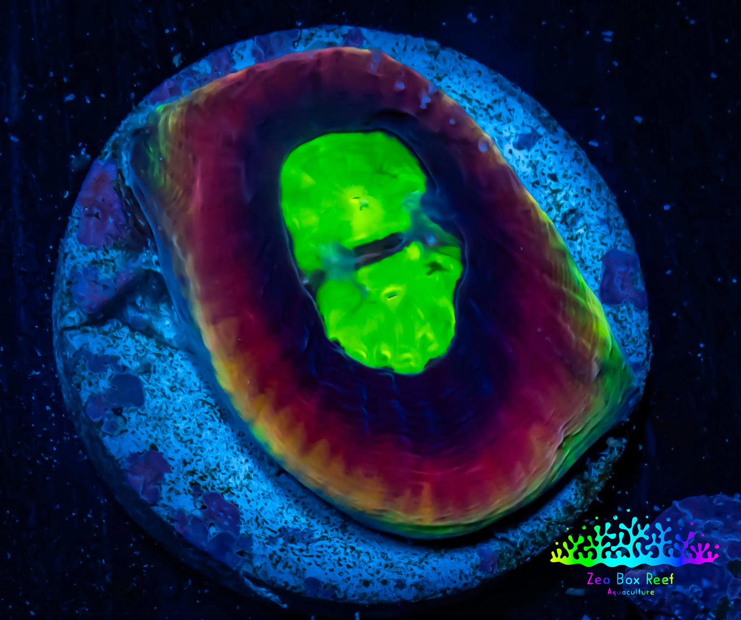 Favia Coral--Favia Dragon Soul Frag WYSIWYG D3R3B2 Favia Coral--Favia Dragon Soul Frag WYSIWYG D3R3B2 Aquarium Decor Favia Coral--Favia Dragon Soul Frag WYSIWYG D3R3B2 Zeo Box Reef