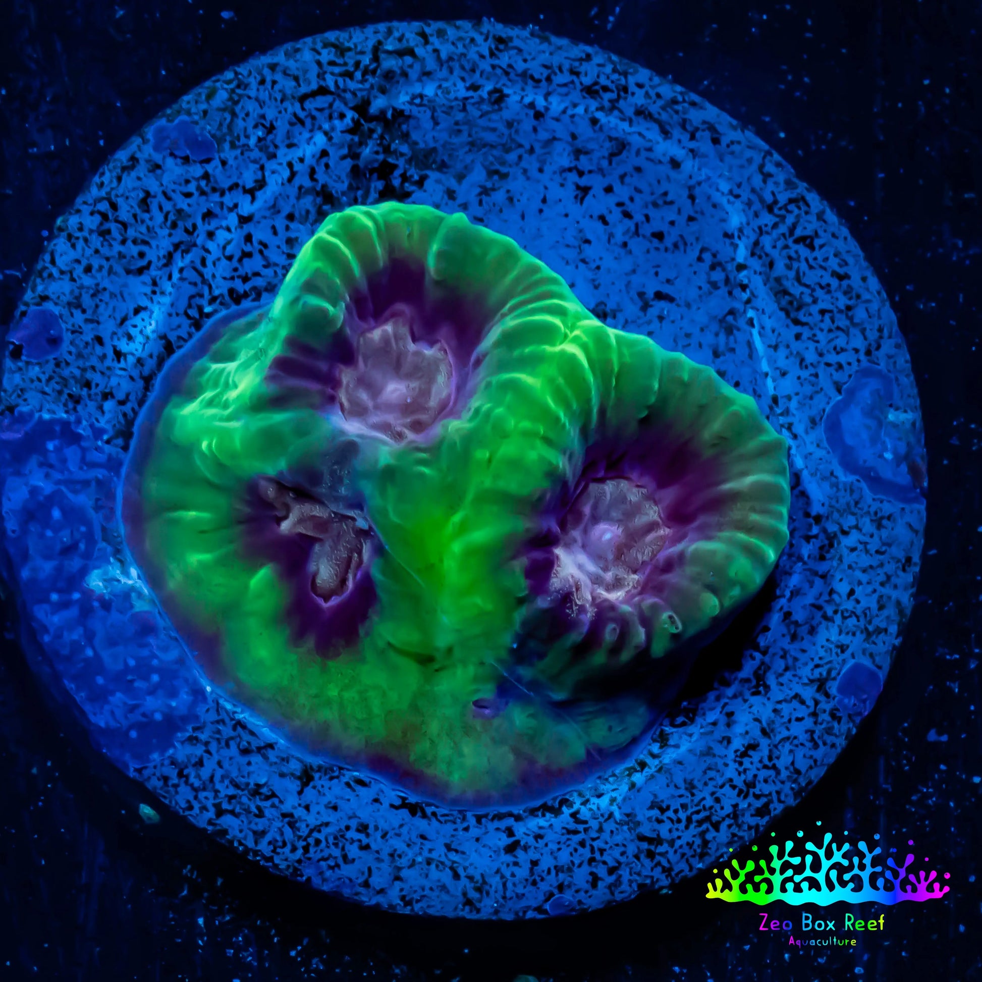 Favia Coral--Favia Frag WYSIWYG D1R3B2 Favia Coral--Favia Frag WYSIWYG D1R3B2 Aquarium Decor Favia Coral--Favia Frag WYSIWYG D1R3B2 Zeo Box Reef