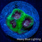 Favia Coral--Favia Frag WYSIWYG D1R3B2 Favia Coral--Favia Frag WYSIWYG D1R3B2 Aquarium Decor Favia Coral--Favia Frag WYSIWYG D1R3B2 Zeo Box Reef