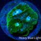 Favia Coral--Favia Frag WYSIWYG D2R3B2 Favia Coral--Favia Frag WYSIWYG D2R3B2 Aquarium Decor Favia Coral--Favia Frag WYSIWYG D2R3B2 Zeo Box Reef