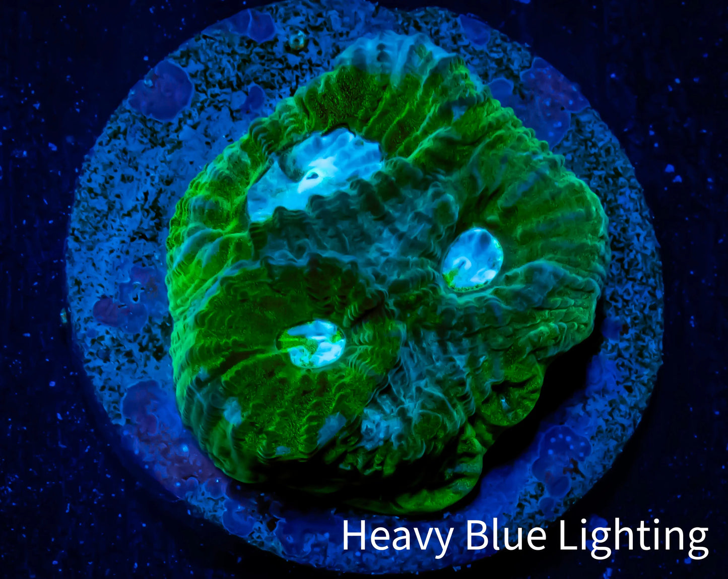 Favia Coral--Favia Frag WYSIWYG D2R3B2 Favia Coral--Favia Frag WYSIWYG D2R3B2 Aquarium Decor Favia Coral--Favia Frag WYSIWYG D2R3B2 Zeo Box Reef