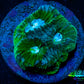 Favia Coral--Favia Frag WYSIWYG D2R3B2 Favia Coral--Favia Frag WYSIWYG D2R3B2 Aquarium Decor Favia Coral--Favia Frag WYSIWYG D2R3B2 Zeo Box Reef