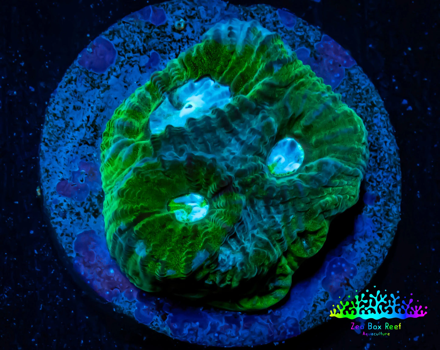 Favia Coral--Favia Frag WYSIWYG D2R3B2 Favia Coral--Favia Frag WYSIWYG D2R3B2 Aquarium Decor Favia Coral--Favia Frag WYSIWYG D2R3B2 Zeo Box Reef