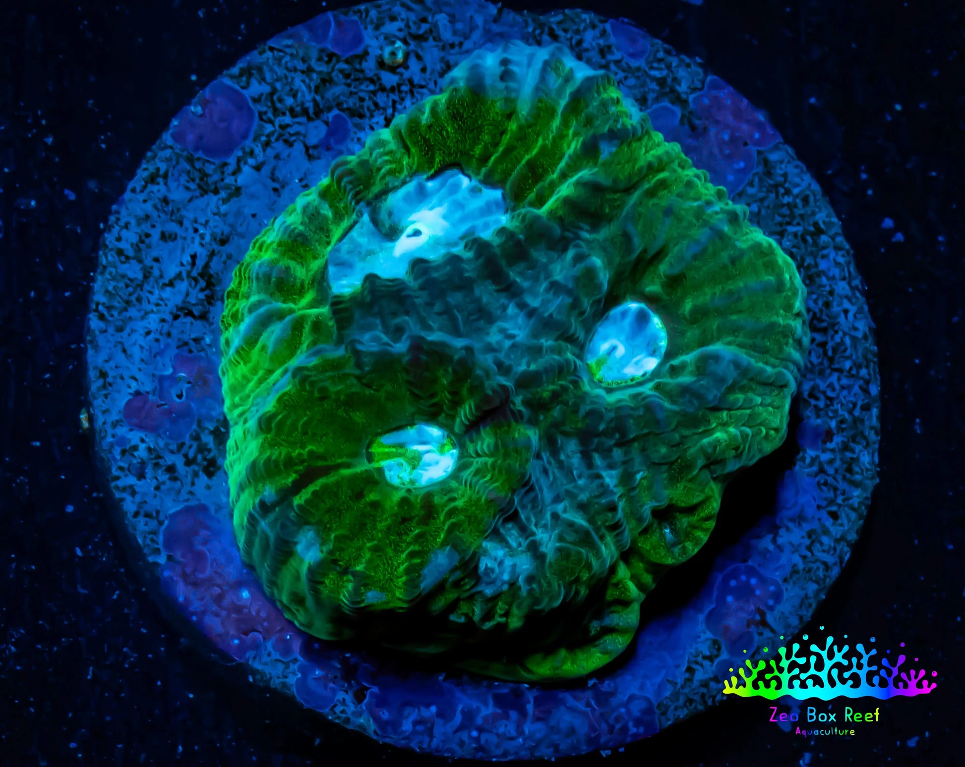 Favia Coral--Favia Frag WYSIWYG D2R3B2 Favia Coral--Favia Frag WYSIWYG D2R3B2 Aquarium Decor Favia Coral--Favia Frag WYSIWYG D2R3B2 Zeo Box Reef