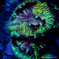 Favia Coral-- Favia Frag WYSIWYG Favia Coral-- Favia Frag WYSIWYG Aquarium Decor Favia Coral-- Favia Frag WYSIWYG Zeo Box Reef
