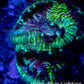 Favia Coral-- Favia Frag WYSIWYG Favia Coral-- Favia Frag WYSIWYG Aquarium Decor Favia Coral-- Favia Frag WYSIWYG Zeo Box Reef