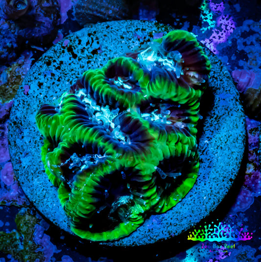 Favia Coral--Favia Frag WYSIWYG Favia Coral--Favia Frag WYSIWYG Aquarium Decor Favia Coral--Favia Frag WYSIWYG Zeo Box Reef