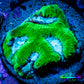Favia Coral--Favia Frag WYSIWYG Favia Coral--Favia Frag WYSIWYG Aquarium Decor Favia Coral--Favia Frag WYSIWYG Zeo Box Reef