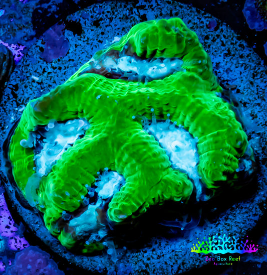 Favia Coral--Favia Frag WYSIWYG Favia Coral--Favia Frag WYSIWYG Aquarium Decor Favia Coral--Favia Frag WYSIWYG Zeo Box Reef