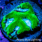 Favia Coral--Favia Frag WYSIWYG Favia Coral--Favia Frag WYSIWYG Aquarium Decor Favia Coral--Favia Frag WYSIWYG Zeo Box Reef