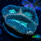 Favia Coral--Favia Frag WYSIWYG Favia Coral--Favia Frag WYSIWYG Aquarium Decor Favia Coral--Favia Frag WYSIWYG Zeo Box Reef