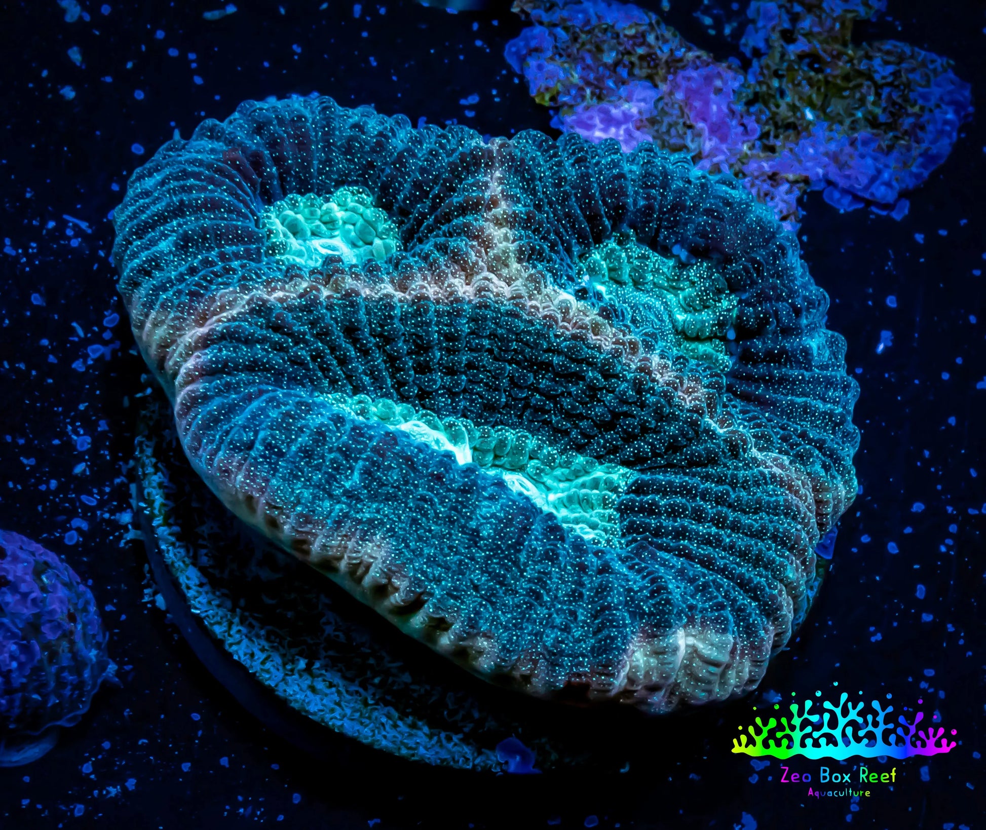 Favia Coral--Favia Frag WYSIWYG Favia Coral--Favia Frag WYSIWYG Aquarium Decor Favia Coral--Favia Frag WYSIWYG Zeo Box Reef