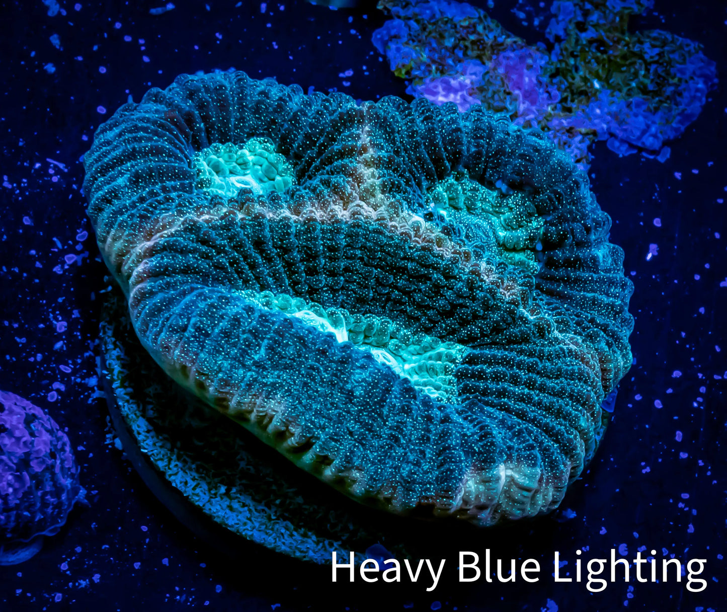 Favia Coral--Favia Frag WYSIWYG Favia Coral--Favia Frag WYSIWYG Aquarium Decor Favia Coral--Favia Frag WYSIWYG Zeo Box Reef