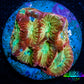 Favia Coral--Favia Frag WYSIWYG Favia Coral--Favia Frag WYSIWYG Aquarium Decor Favia Coral--Favia Frag WYSIWYG Zeo Box Reef