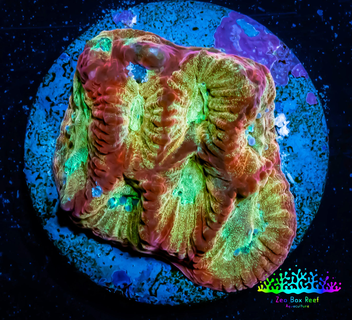 Favia Coral--Favia Frag WYSIWYG Favia Coral--Favia Frag WYSIWYG Aquarium Decor Favia Coral--Favia Frag WYSIWYG Zeo Box Reef