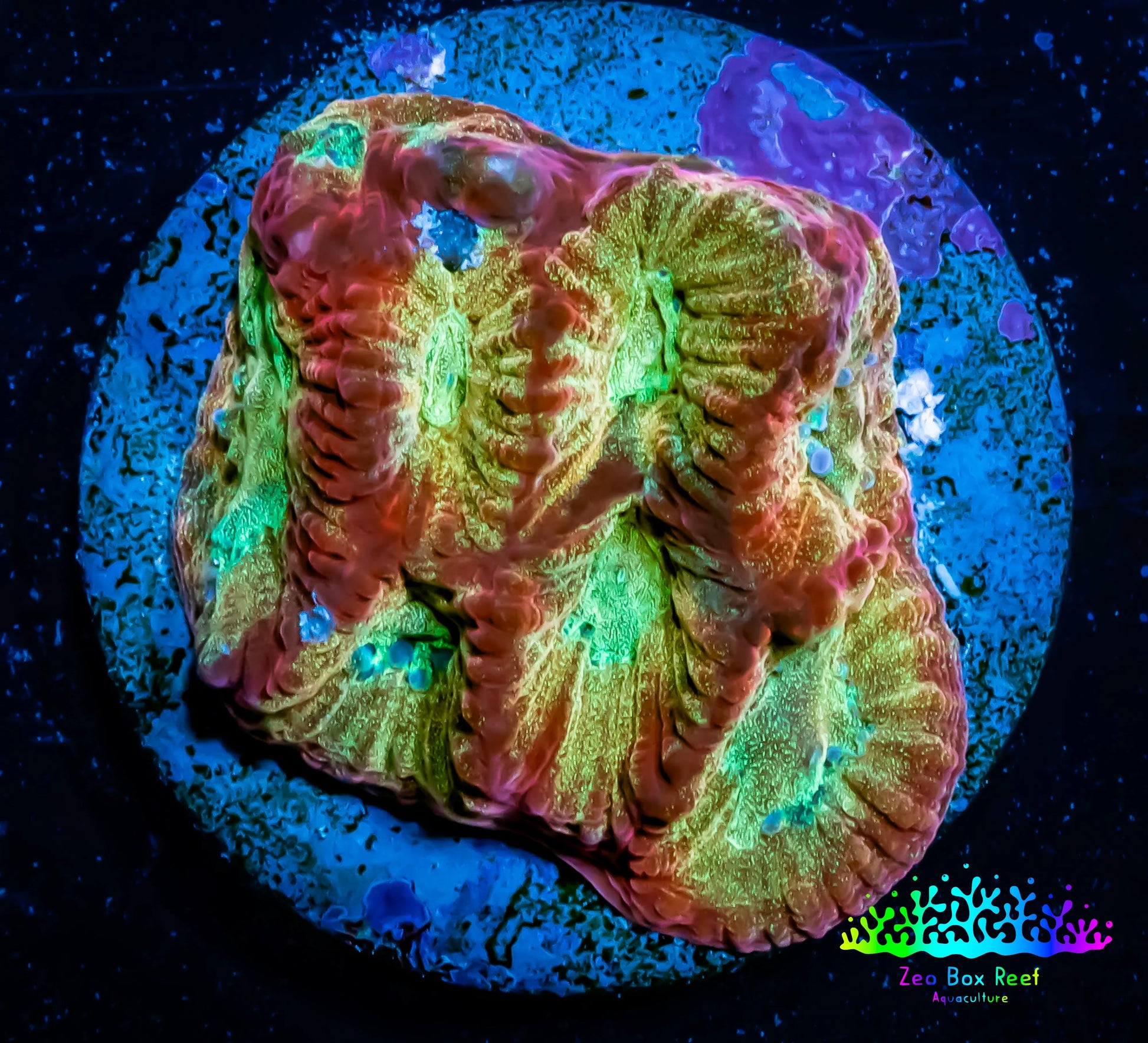 Favia Coral--Favia Frag WYSIWYG Favia Coral--Favia Frag WYSIWYG Aquarium Decor Favia Coral--Favia Frag WYSIWYG Zeo Box Reef