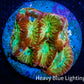 Favia Coral--Favia Frag WYSIWYG Favia Coral--Favia Frag WYSIWYG Aquarium Decor Favia Coral--Favia Frag WYSIWYG Zeo Box Reef
