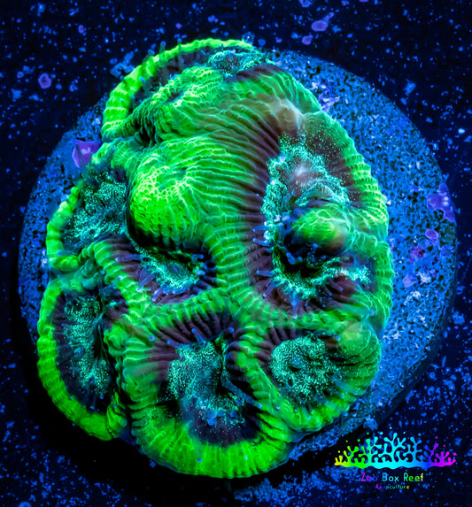 Favia Coral--Favia Frag WYSIWYG Favia Coral--Favia Frag WYSIWYG Aquarium Decor Favia Coral--Favia Frag WYSIWYG Zeo Box Reef