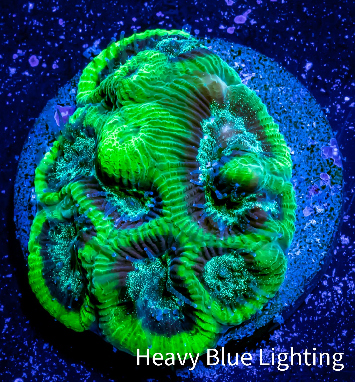 Favia Coral--Favia Frag WYSIWYG Favia Coral--Favia Frag WYSIWYG Aquarium Decor Favia Coral--Favia Frag WYSIWYG Zeo Box Reef
