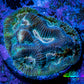 Favia Coral--Favia Frag WYSIWYG Favia Coral--Favia Frag WYSIWYG Aquarium Decor Favia Coral--Favia Frag WYSIWYG Zeo Box Reef