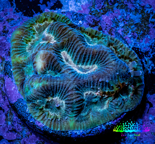 Favia Coral--Favia Frag WYSIWYG Favia Coral--Favia Frag WYSIWYG Aquarium Decor Favia Coral--Favia Frag WYSIWYG Zeo Box Reef
