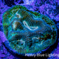 Favia Coral--Favia Frag WYSIWYG Favia Coral--Favia Frag WYSIWYG Aquarium Decor Favia Coral--Favia Frag WYSIWYG Zeo Box Reef