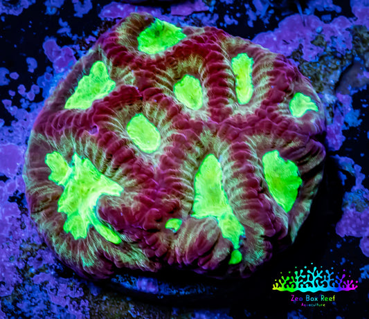 Favia Coral--Favia Frag WYSIWYG Favia Coral--Favia Frag WYSIWYG Aquarium Decor Favia Coral--Favia Frag WYSIWYG Zeo Box Reef