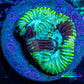 Favia Coral--Favia Frag WYSIWYG Favia Coral--Favia Frag WYSIWYG Aquarium Decor Favia Coral--Favia Frag WYSIWYG Zeo Box Reef