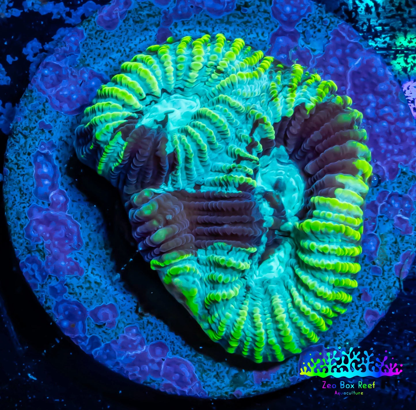 Favia Coral--Favia Frag WYSIWYG Favia Coral--Favia Frag WYSIWYG Aquarium Decor Favia Coral--Favia Frag WYSIWYG Zeo Box Reef