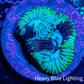 Favia Coral--Favia Frag WYSIWYG Favia Coral--Favia Frag WYSIWYG Aquarium Decor Favia Coral--Favia Frag WYSIWYG Zeo Box Reef