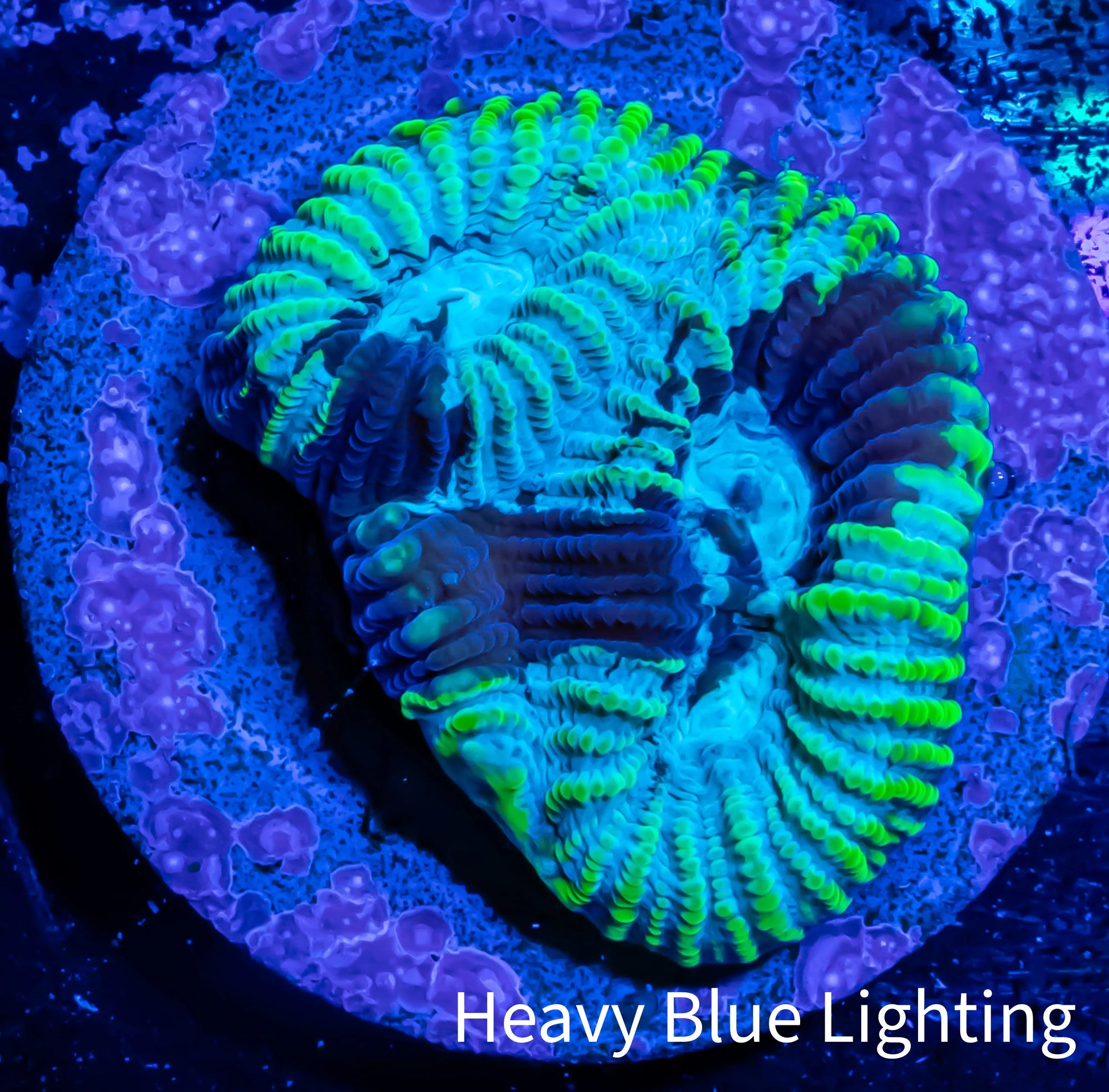 Favia Coral--Favia Frag WYSIWYG Favia Coral--Favia Frag WYSIWYG Aquarium Decor Favia Coral--Favia Frag WYSIWYG Zeo Box Reef