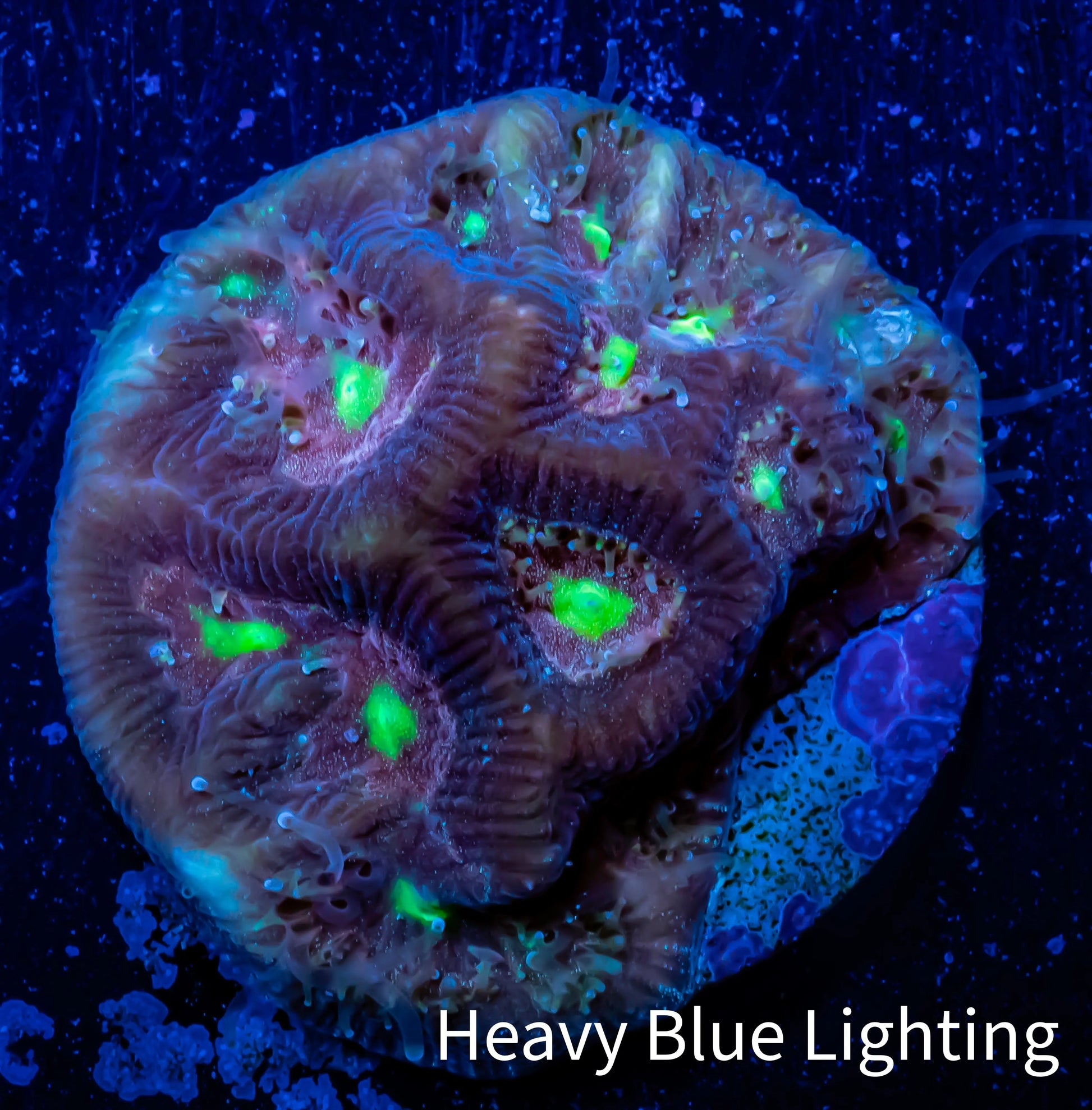 Favia Coral--Favia Frag WYSIWYG Favia Coral--Favia Frag WYSIWYG Aquarium Decor Favia Coral--Favia Frag WYSIWYG Zeo Box Reef